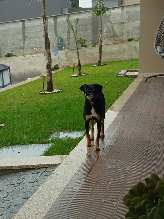 Adoção animal responsável