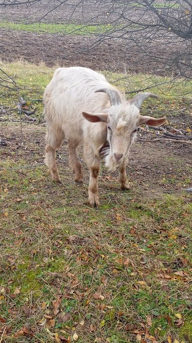 Козел продаю 8 місяців