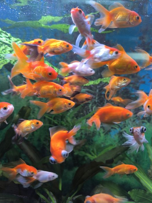 Золоті рибки, вуалехвост, оранда, телескоп