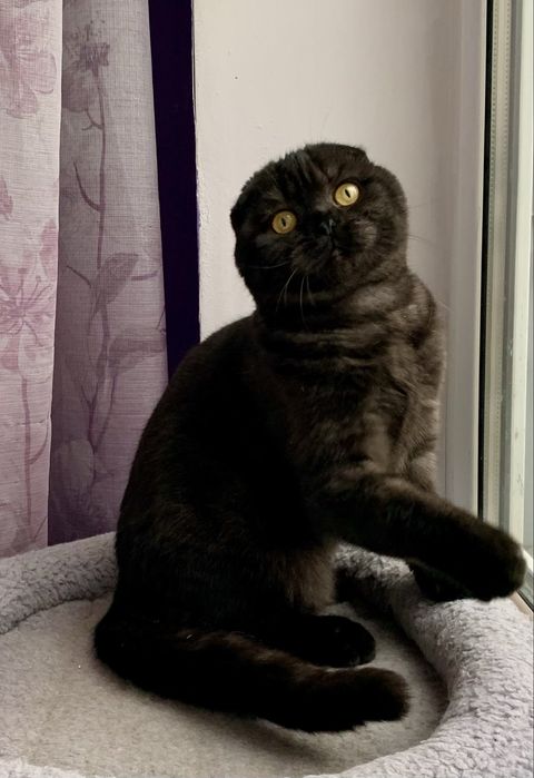 Шикарный Фолд котик