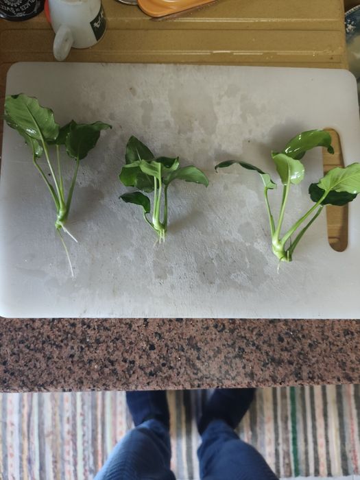 Anubias  excelente qualidade