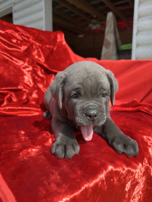 Голубий Кане-Корсо 2 міс хлопчик Рамзан