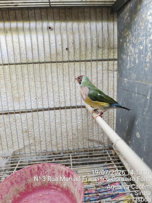 Casal Diamante Gould