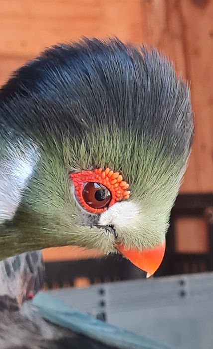 Turacos varias idades