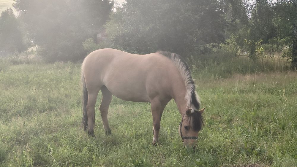 Piękna 4 letnia klacz na sprzedaż    (BARDZO PILNA SPRZEDAŻ!!)
