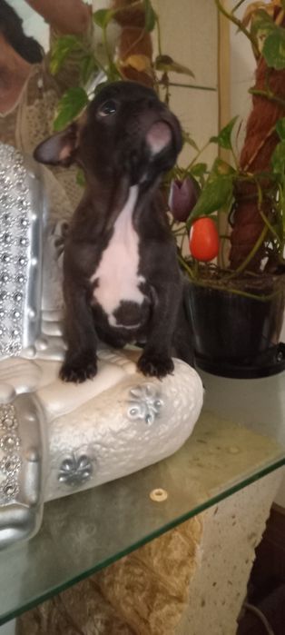 Guardiões quinta dos anjos