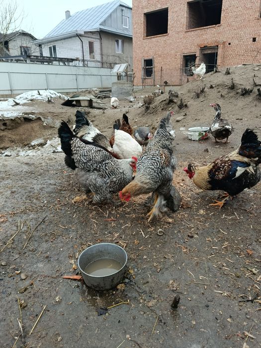 Продаю молодих когутів