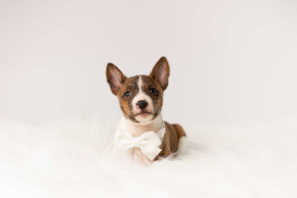 Pręgowane szczenięta Basenji