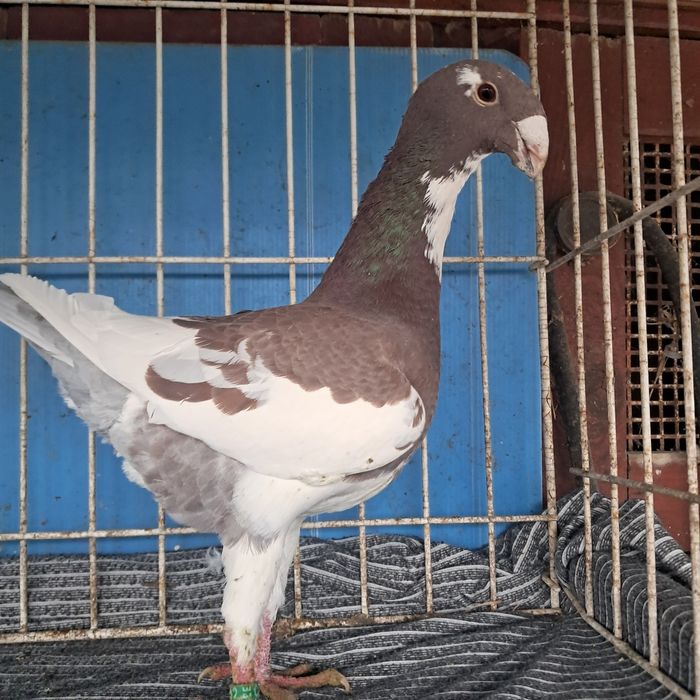 Niemiecki wystawowy możliwy transport