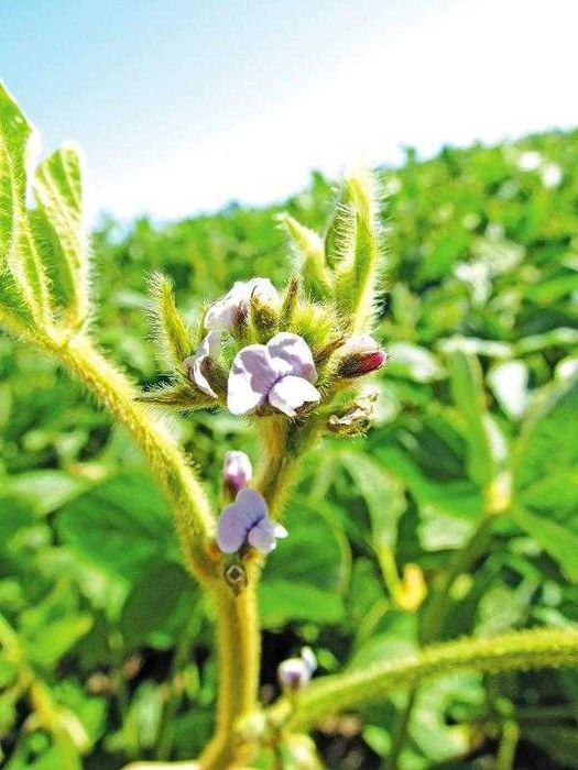 Купити насіння сої Махоні