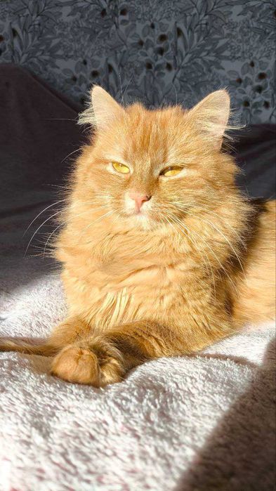 Рідкісна Руда кішечка підліток і полосатий хлопчик підліток