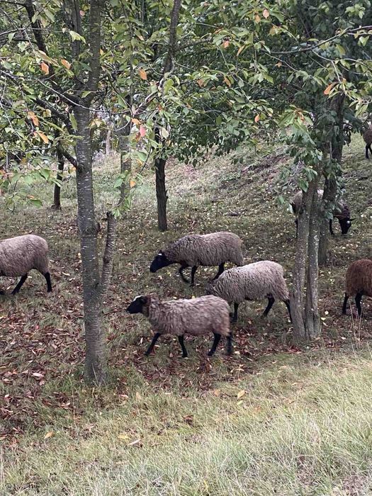Вівці Романівської породи