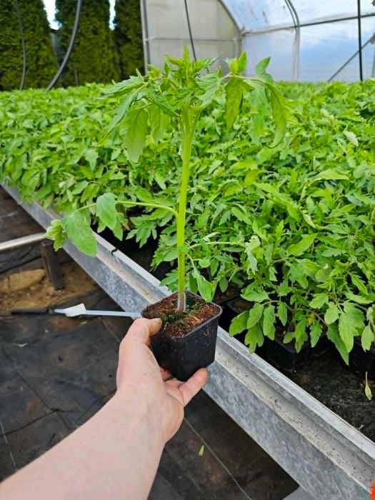 Sadzonka Pomidor GIGANT