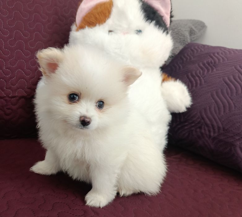 Szpic miniaturowy Pomeranian z rodowodem chłopiec