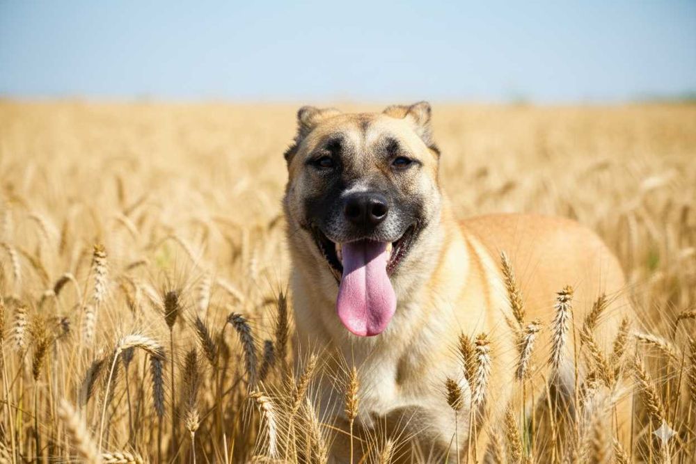 ROSA - duża, łagodna , wesoła sunia
