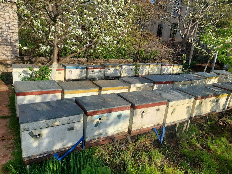Продам Пасеку в г. Николаеве
