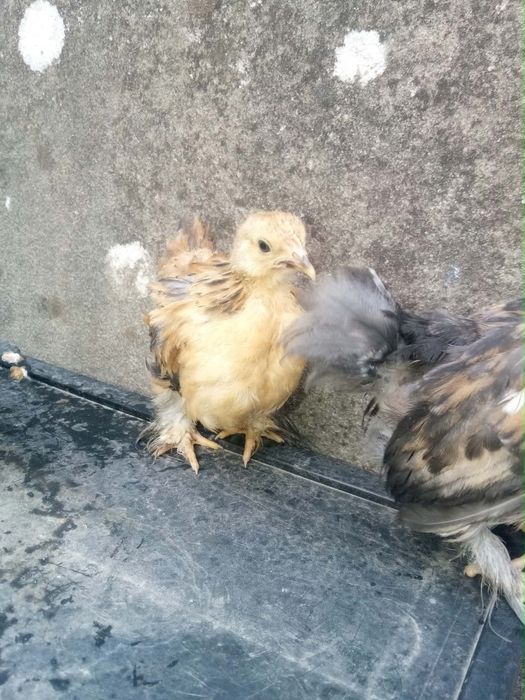 Pekins Várias Mutações