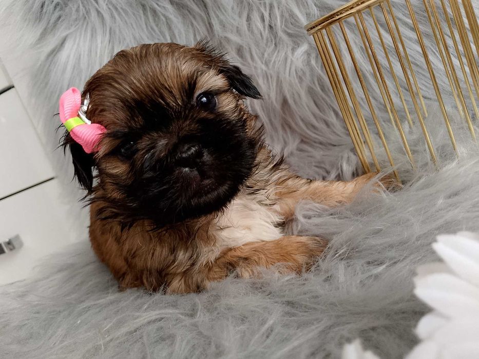 Piękna suczka rasy Shih-Tzu