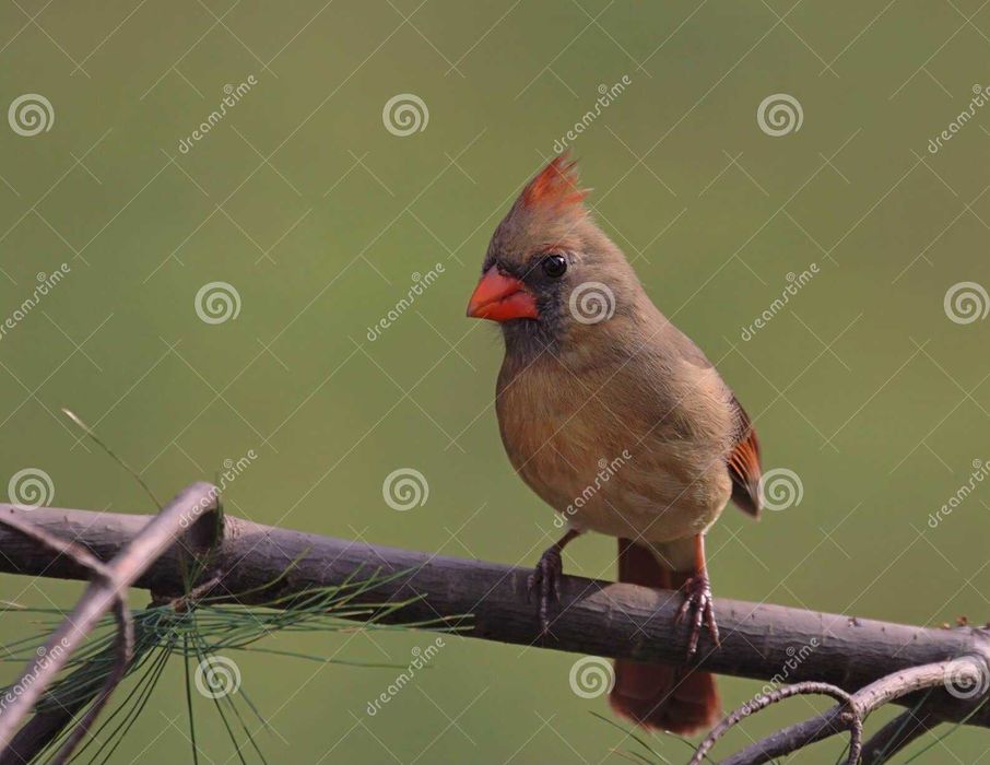 Casal de Cardeais do norte