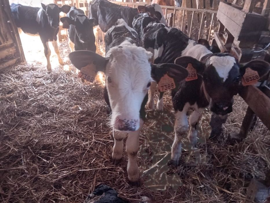 Vende-se vitelos Frisios