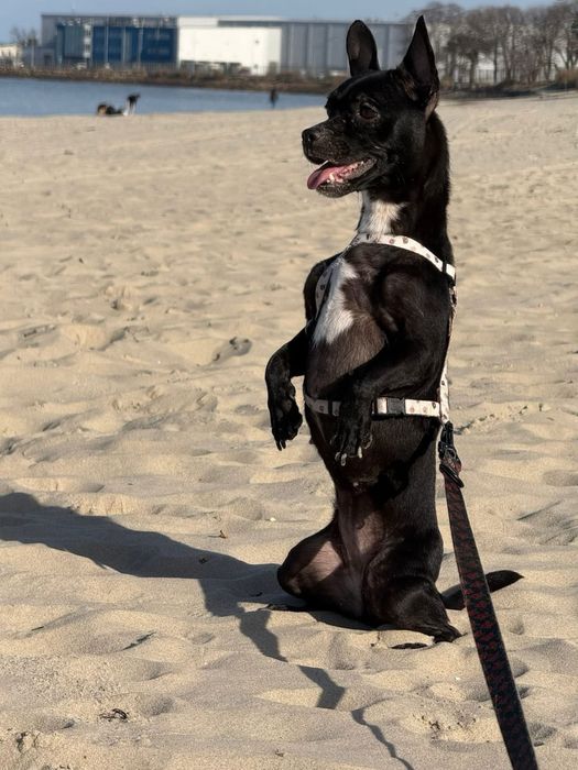 Sunia Kosmitka szuka domku