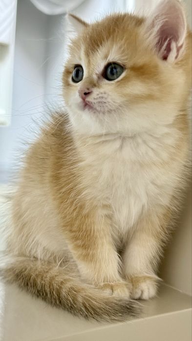 Золота шиншила , шотландці