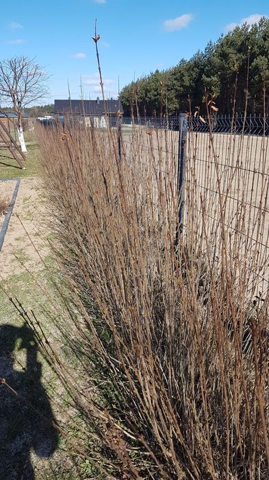 Ligustr  kopany z gruntu