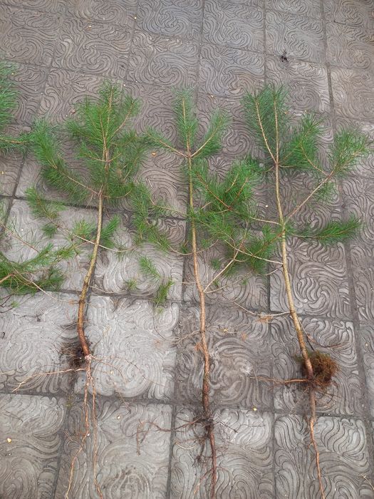 Сосна звичайна саджанці