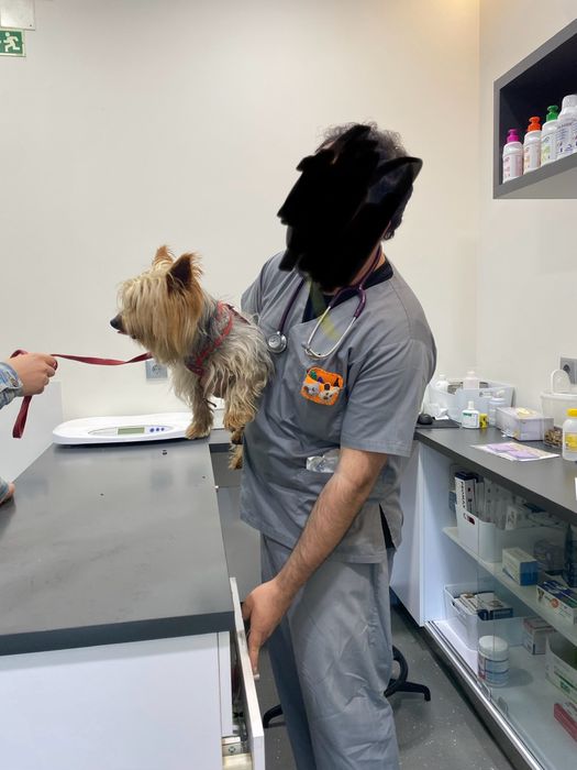 Yorkshire para adoção responsavel