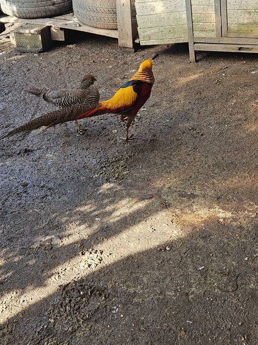 Faisão, gigi, lady,dourado