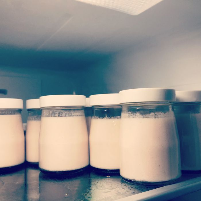 Starter Viili (Iogurte Infinito) + Instruções | Cultivo Caseiro Fácil