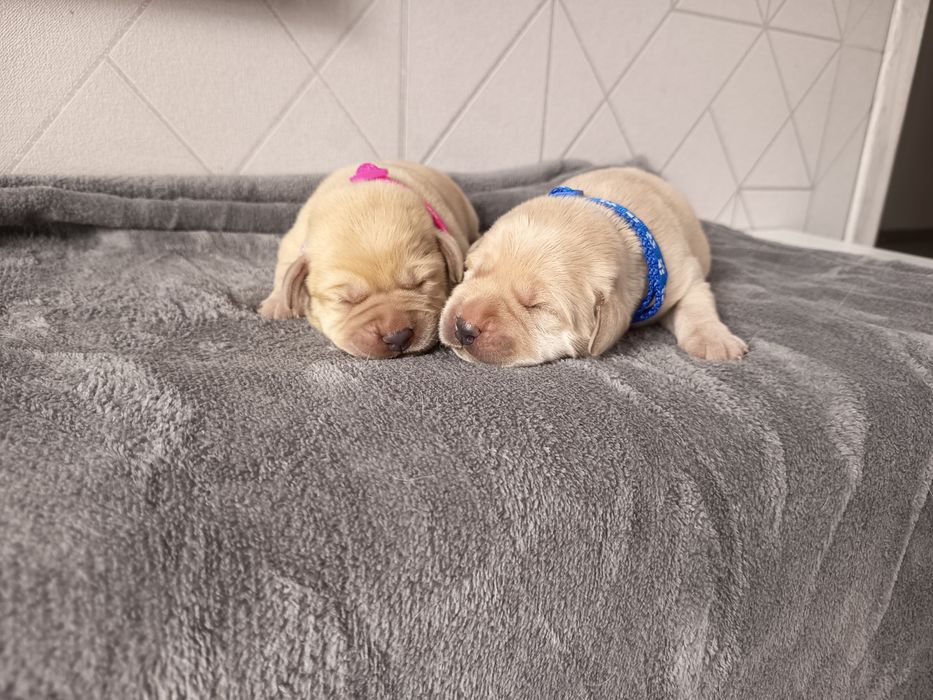 Labrador Retriever