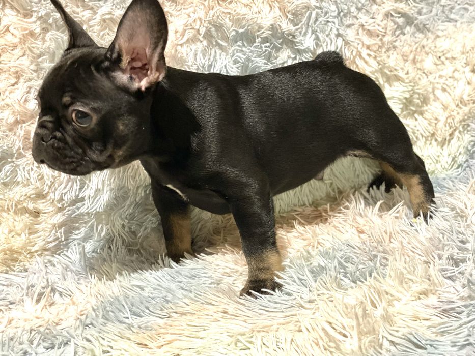 Цуценята французького бульдога – лілові та блакитні мерлі, чорні