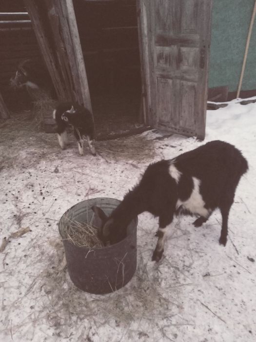 Продаю кози ціна договірна!