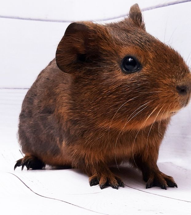 Морские свинки,клетки,корма,аксессуары