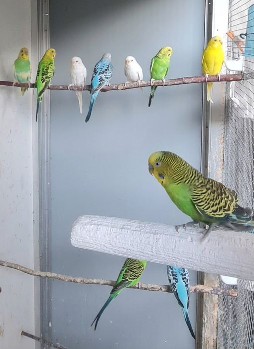 Periquitos Australianos