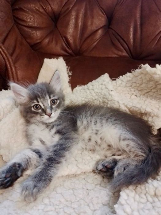 Котята ищут семьи / кошенята шукають родини