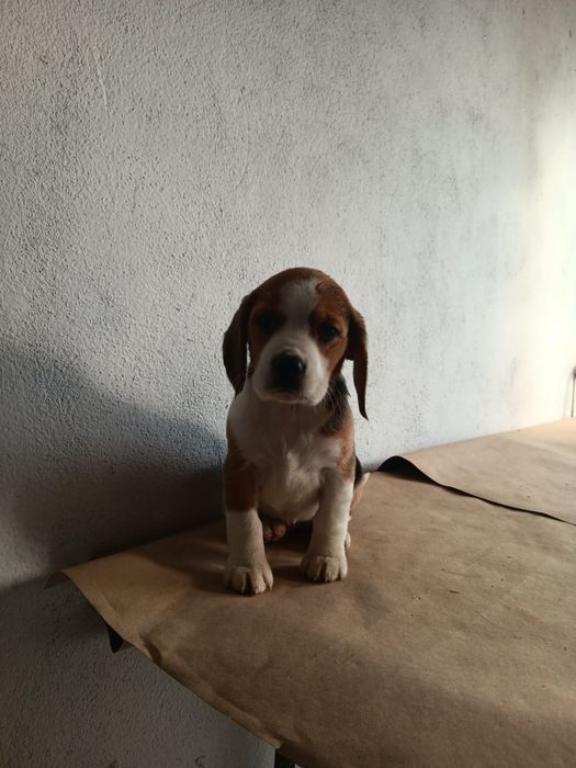 Beagle tricolor  porte pequeno