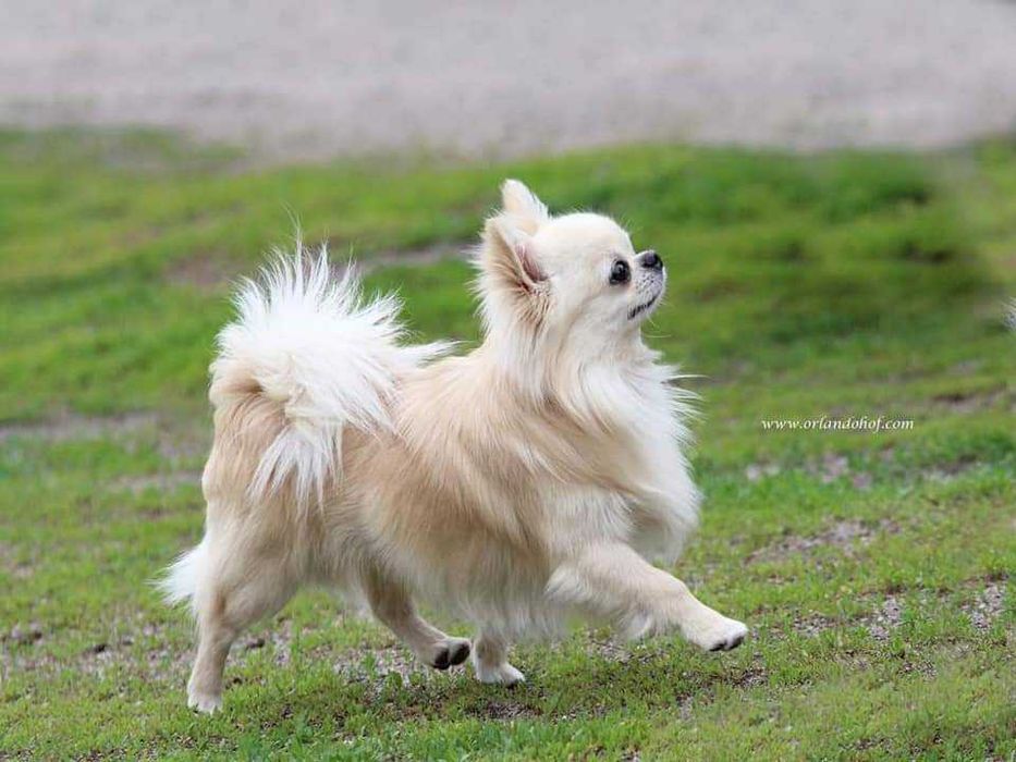 Кобель чихуахуа предлагается для племенного использования (вязка)