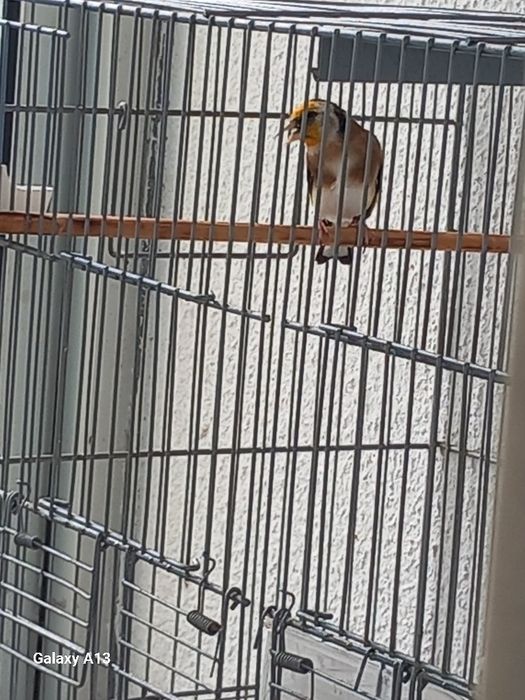 Carduelis carduelis