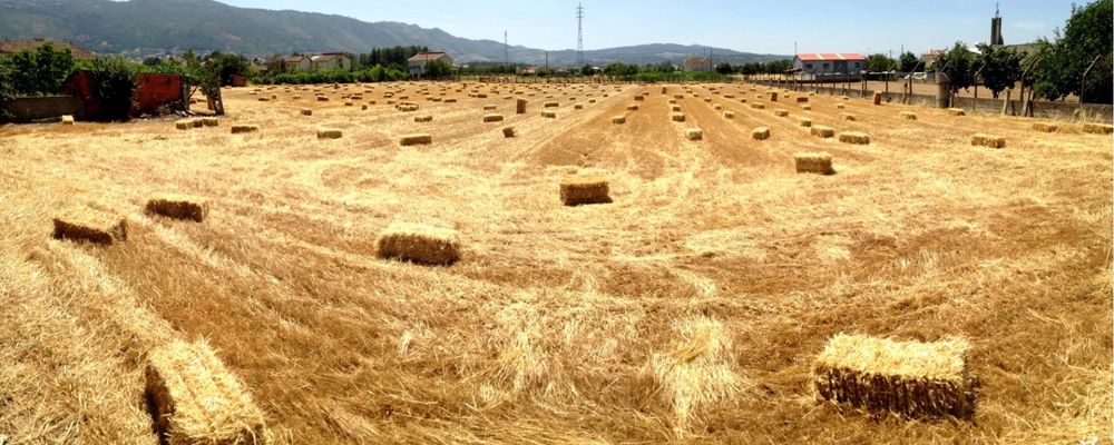 Fardos de feno e de palha
