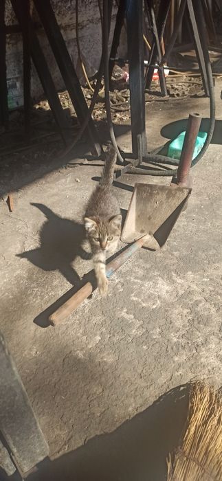 Котенок шпротинка. Котята даром. Кошка. Кошечка. Бесплатно