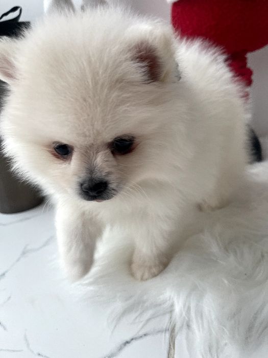 Померанські шпіци — 3 пухнастих друзів шукають новий дім