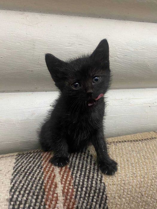 Чорний котик безкоштовно