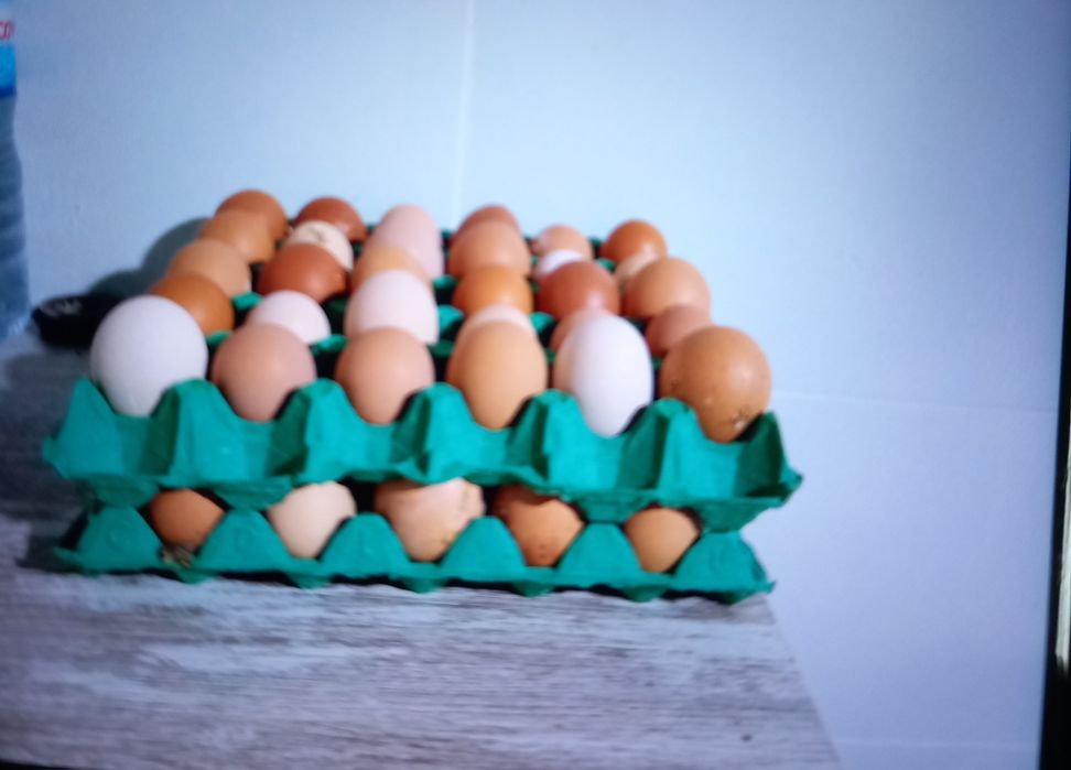 Ovos de galinhas