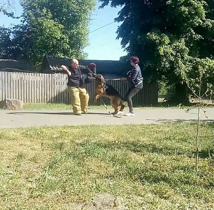 Німецька вівчарка puppies