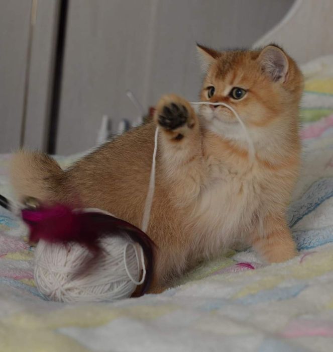 Золотые   котята.