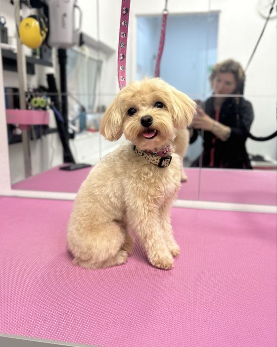 Profesjonalny groomer psi fryzjer strzyżenie psów Ursynów