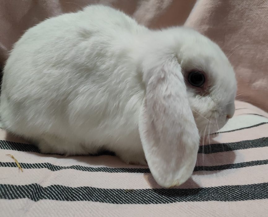 Samce Mini Lop króliki