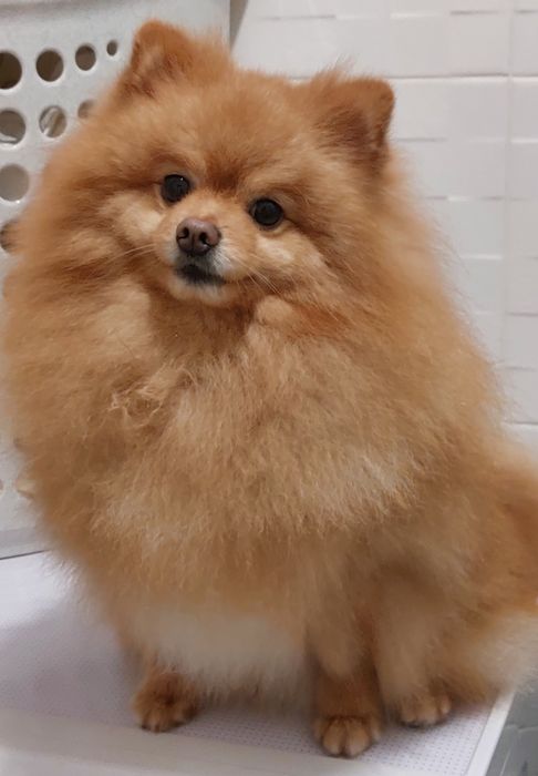 В'язка померанський шпіц